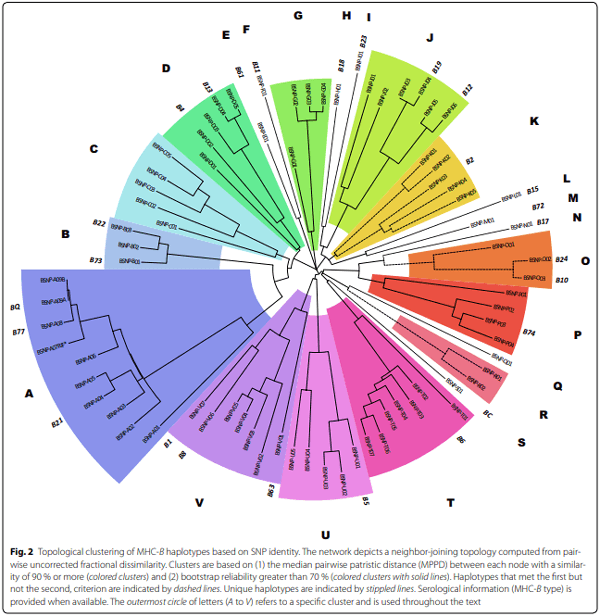 A high-density SNP panel reveals extensive diversity, frequent recombination and multiple recombination hotspots within the chicken major histocompatibility complex B region between BG2 and CD1A1 - Image 2