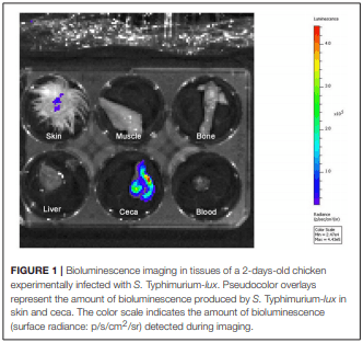 Salmonella Harborage Sites in Infected Poultry That May Contribute to Contamination of Ground Meat - Image 1