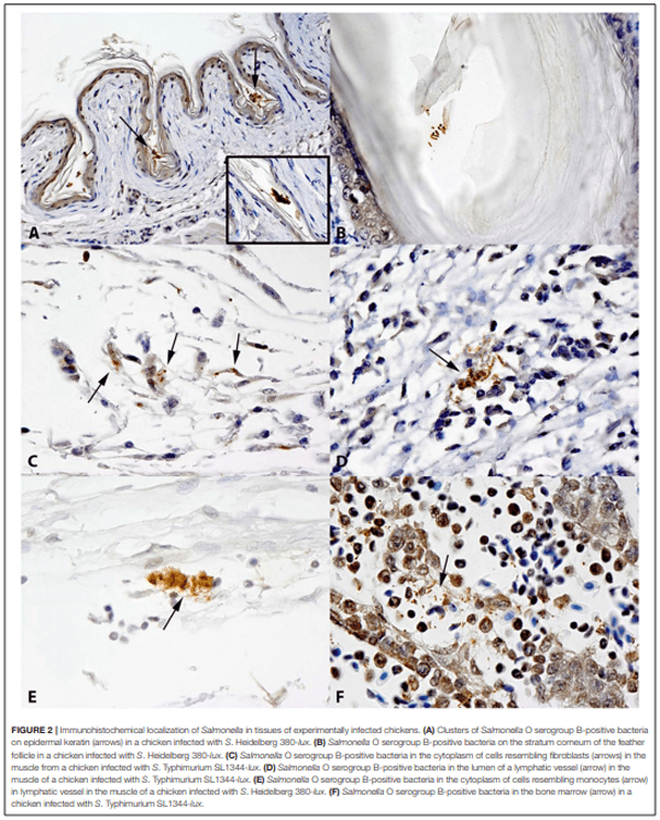 Salmonella Harborage Sites in Infected Poultry That May Contribute to Contamination of Ground Meat - Image 3