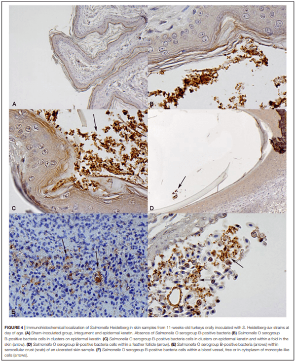 Salmonella Harborage Sites in Infected Poultry That May Contribute to Contamination of Ground Meat - Image 6