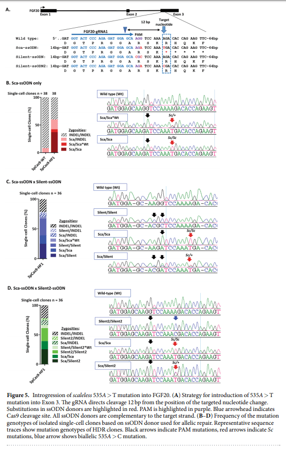High fidelity CRISPR/Cas9 increases precise monoallelic and biallelic editing events in primordial germ cells - Image 5