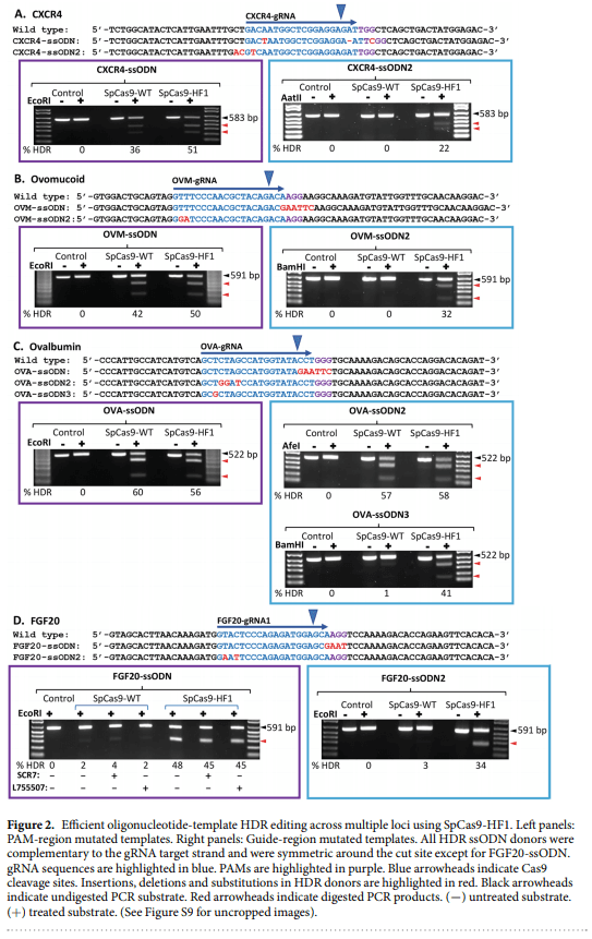 High fidelity CRISPR/Cas9 increases precise monoallelic and biallelic editing events in primordial germ cells - Image 2