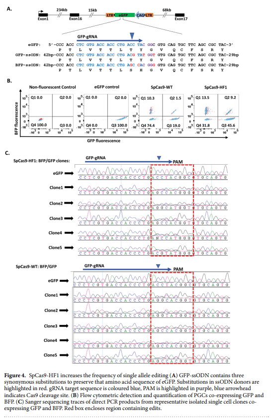 High fidelity CRISPR/Cas9 increases precise monoallelic and biallelic editing events in primordial germ cells - Image 4