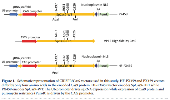High fidelity CRISPR/Cas9 increases precise monoallelic and biallelic editing events in primordial germ cells - Image 1