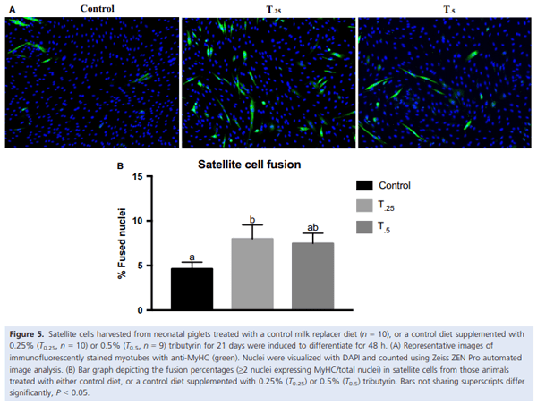 Dietary tributyrin, an HDAC inhibitor, promotes muscle growth through enhanced terminal differentiation of satellite cells - Image 7