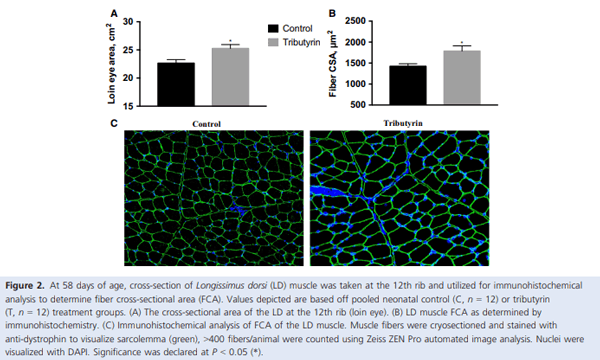 Dietary tributyrin, an HDAC inhibitor, promotes muscle growth through enhanced terminal differentiation of satellite cells - Image 4