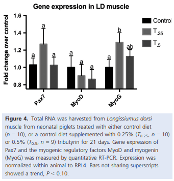 Dietary tributyrin, an HDAC inhibitor, promotes muscle growth through enhanced terminal differentiation of satellite cells - Image 6