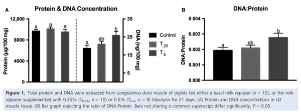 Dietary tributyrin, an HDAC inhibitor, promotes muscle growth through enhanced terminal differentiation of satellite cells - Image 2