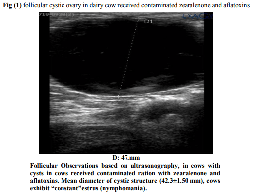 Effect of Mycotoxin on Reproductive Performance in Dairy Cattle - Image 4