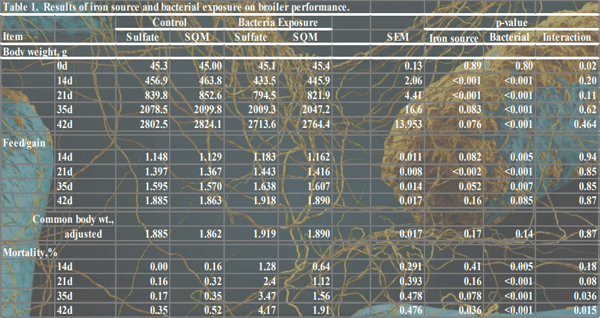 Influence of Iron Source (Organic vs Inorganic) on Broiler Performance Under a Pathogen Exposure - Image 2