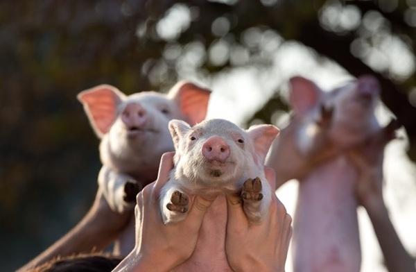 Plant bioactives to reduce post-weaning diarrhoea in piglets - Image 1