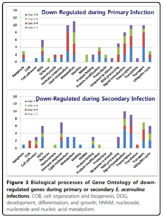 Analysis of global transcriptional responses of chicken following primary and secondary Eimeria acervulina infections - Image 3