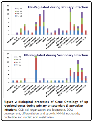 Analysis of global transcriptional responses of chicken following primary and secondary Eimeria acervulina infections - Image 2