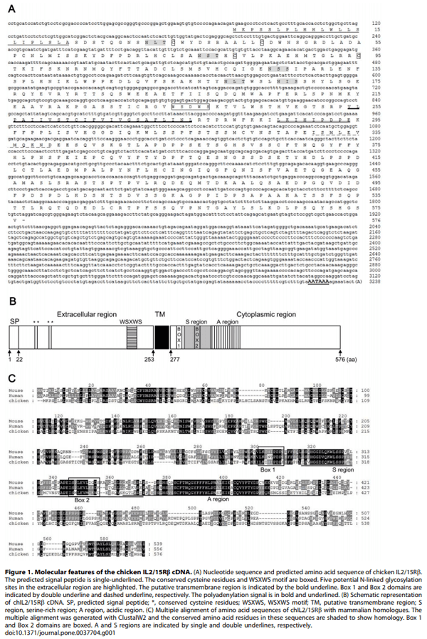 Identification and Comparative Expression Analysis of Interleukin 2/15 Receptor b Chain in Chickens Infected with E. tenella - Image 1