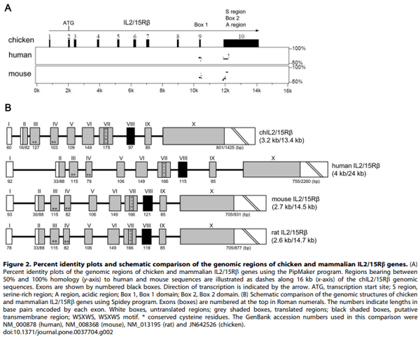 Identification and Comparative Expression Analysis of Interleukin 2/15 Receptor b Chain in Chickens Infected with E. tenella - Image 3