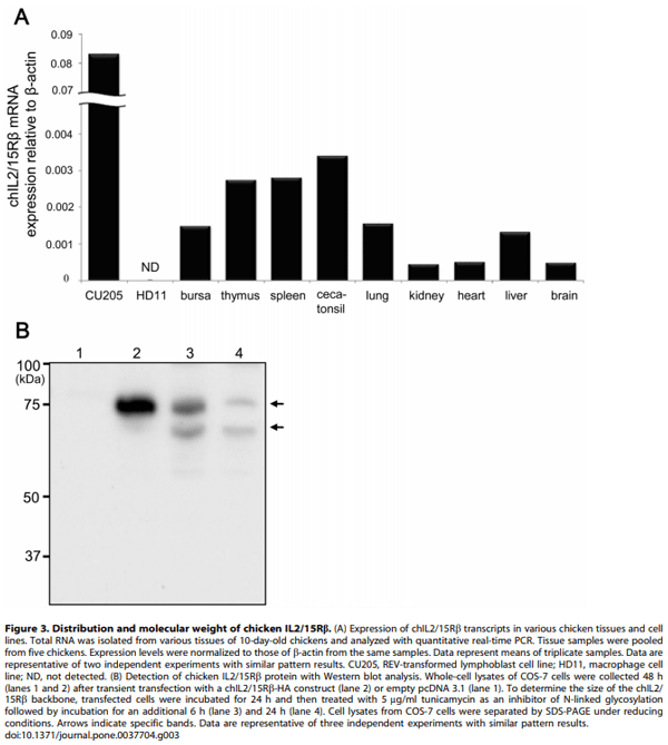 Identification and Comparative Expression Analysis of Interleukin 2/15 Receptor b Chain in Chickens Infected with E. tenella - Image 4
