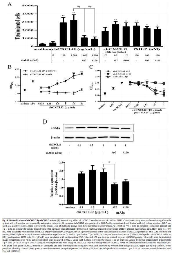 Development and characterization of mouse monoclonal antibodies reactive with chicken CXCLi2 - Image 4