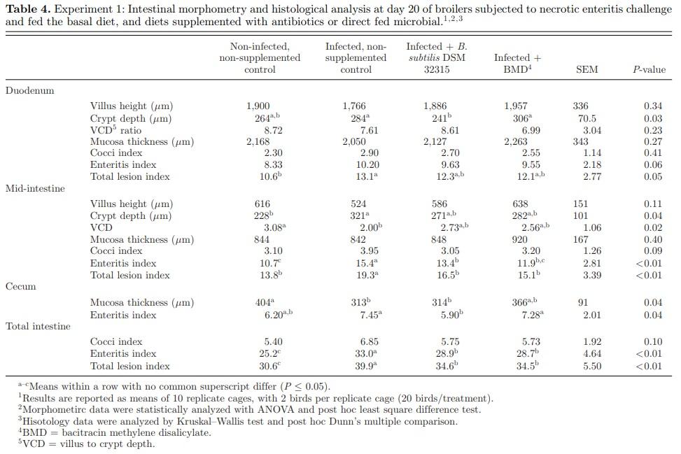 Effect of Bacillus subtilis DSM 32315 on the intestinal structural integrity and growth performance of broiler chickens under necrotic enteritis challenge - Image 4