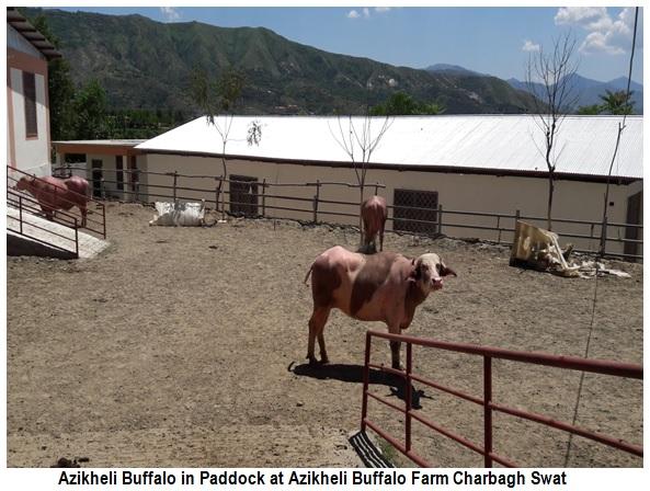 Azikheli Buffalo Breed of Swat-Khyber Pukhtun Khwa-Pakistan - Image 10