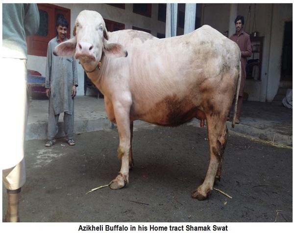 Azikheli Buffalo Breed of Swat-Khyber Pukhtun Khwa-Pakistan - Image 7