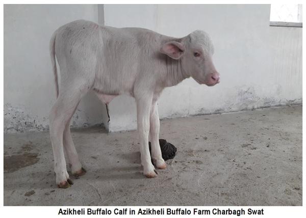 Azikheli Buffalo Breed of Swat-Khyber Pukhtun Khwa-Pakistan - Image 6