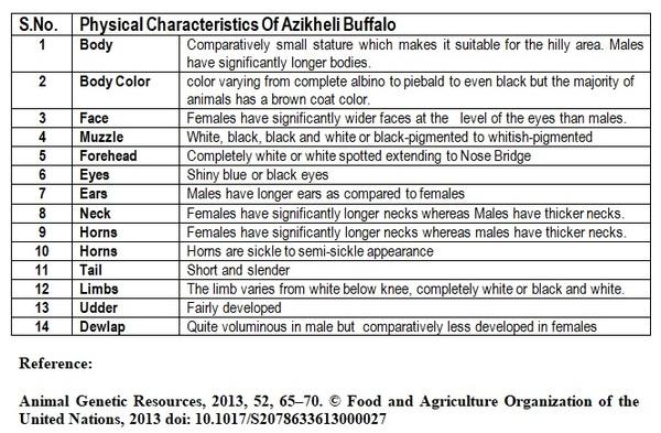 Azikheli Buffalo Breed of Swat-Khyber Pukhtun Khwa-Pakistan - Image 1
