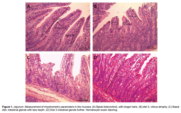 Lipopolysaccharide(LPS) from E. coli has detrimental effects on the intestinal morphology of weaned pigs - Image 4