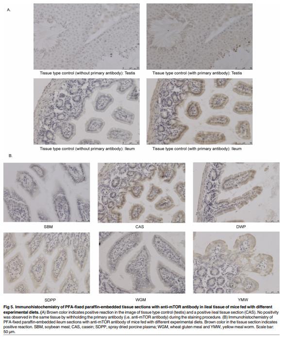 Dietary protein sources differentially affect microbiota, mTOR activity and transcription of mTOR signaling pathways in the small intestine - Image 7