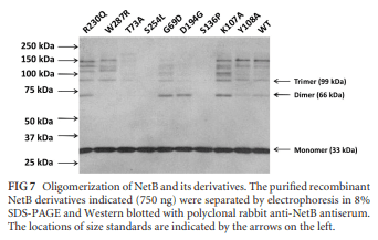Structural and Functional Analysis of the Pore-Forming Toxin NetB from Clostridium perfringens - Image 7
