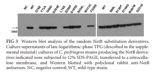 Structural and Functional Analysis of the Pore-Forming Toxin NetB from Clostridium perfringens - Image 3