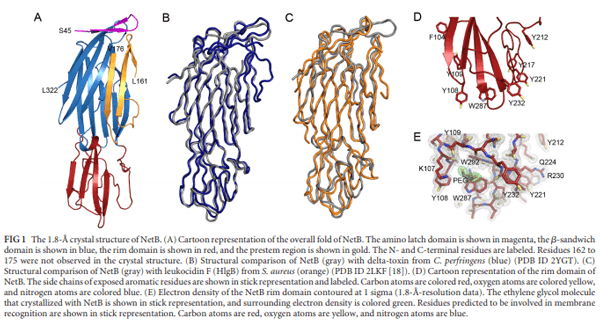 Structural and Functional Analysis of the Pore-Forming Toxin NetB from Clostridium perfringens - Image 1