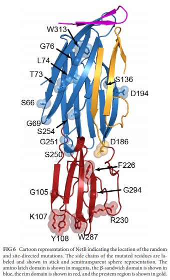 Structural and Functional Analysis of the Pore-Forming Toxin NetB from Clostridium perfringens - Image 6