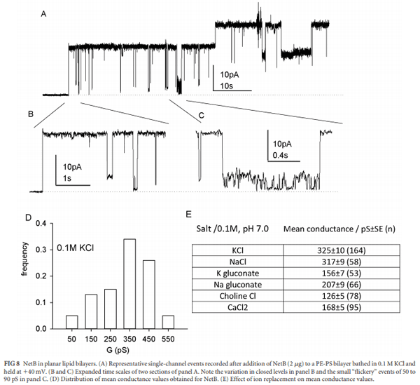 Structural and Functional Analysis of the Pore-Forming Toxin NetB from Clostridium perfringens - Image 8