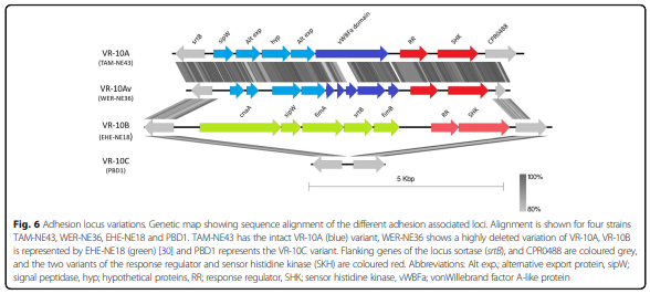 Whole genome analysis reveals the diversity and evolutionary relationships between necrotic enteritis-causing strains of Clostridium perfringens - Image 8