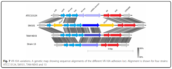 Whole genome analysis reveals the diversity and evolutionary relationships between necrotic enteritis-causing strains of Clostridium perfringens - Image 9