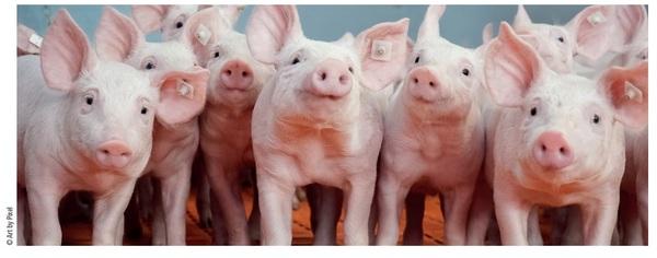 Simultaneous replacement of ZnO and antibiotics with a Natural NGP to prevent PWD and maintain performance in pigs in field conditions in Spain - Image 1