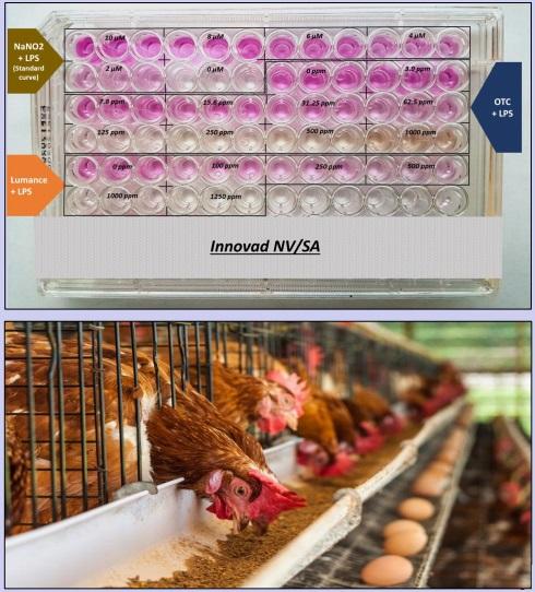 A low level of C-reactive protein (CRP) as a potential marker for lower inflammation in laying hens - Image 2
