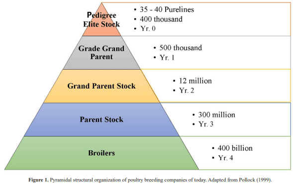 Impact of genetics and breeding on broiler production performance: a look into the past, present, and future of the industry - Image 1