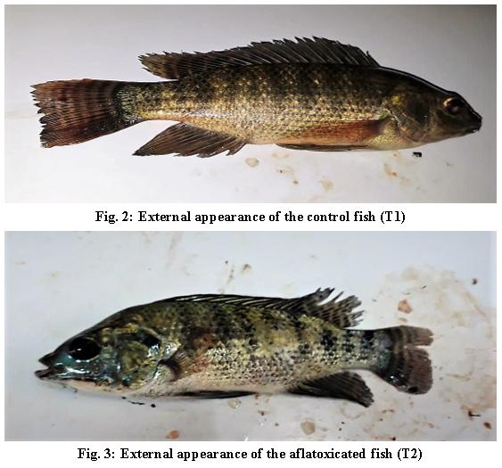 Is It Possible To Detoxify Aflatoxic Aquafeed? - Image 3