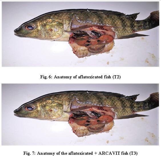 Is It Possible To Detoxify Aflatoxic Aquafeed? - Image 5
