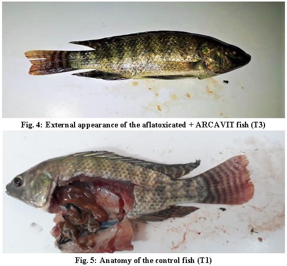 Is It Possible To Detoxify Aflatoxic Aquafeed? - Image 4