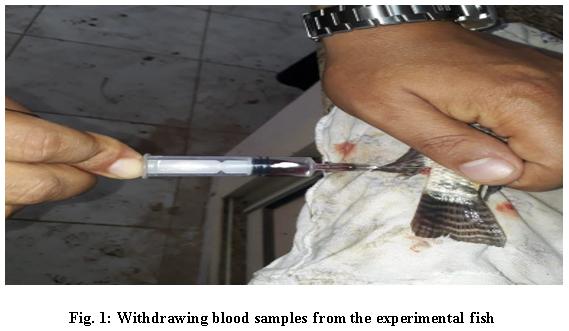 Is It Possible To Detoxify Aflatoxic Aquafeed? - Image 2