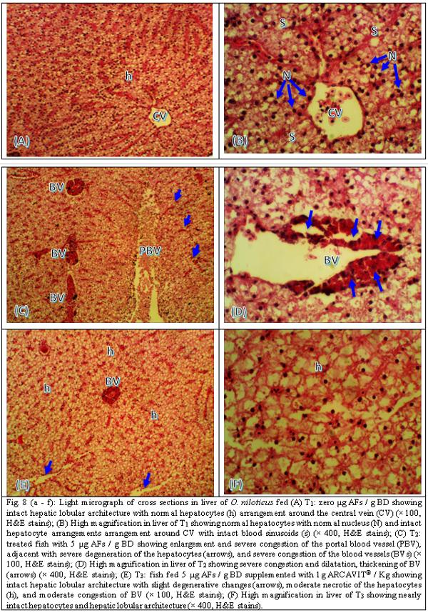Is It Possible To Detoxify Aflatoxic Aquafeed? - Image 14