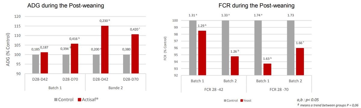 Effect of Sc 47 probiotic yeast on the health and zootechnical performance of weaned piglets - Image 1