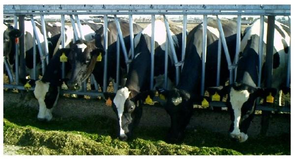Enhancing Animal Health and Performance With Ruminally Protected Microencapsulated Antioxidants - Image 6