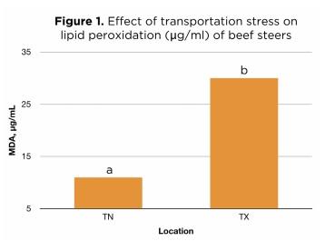 Enhancing Animal Health and Performance With Ruminally Protected Microencapsulated Antioxidants - Image 1