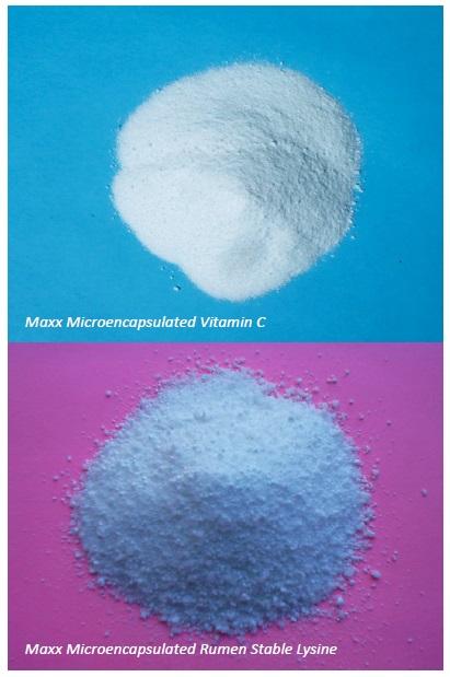 Enhancing Animal Health and Performance With Ruminally Protected Microencapsulated Antioxidants - Image 11