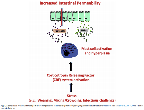 Gastrointestinal tract (gut) health in the young pig - Image 1
