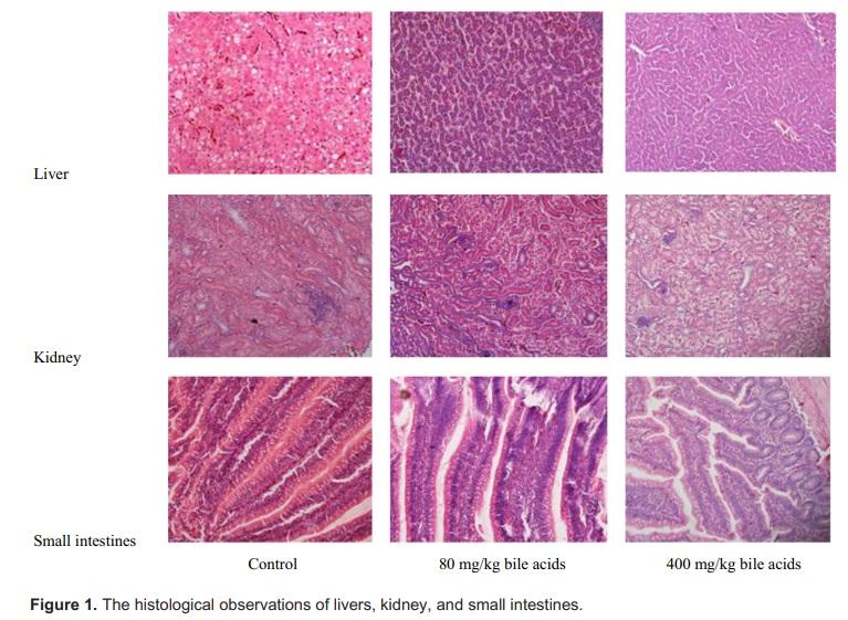 Effect of High Dose of Bile Acids Supplementation in Broiler Feed on Growth Performance, Clinical Blood Metabolites, and Organ Development - Image 6