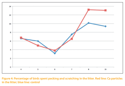 The behavior of broiler breeders under controlled feeding conditions in response to coarse Ca particles scattered in the litter - Image 5